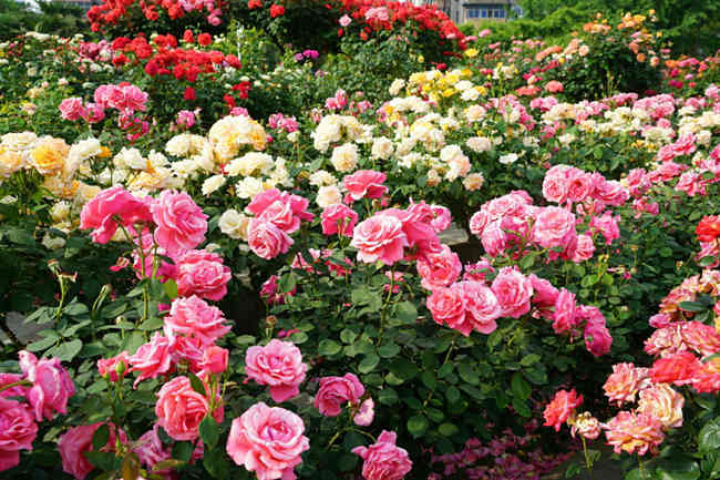 月季花期怎么修剪，月季開花可以修剪嗎