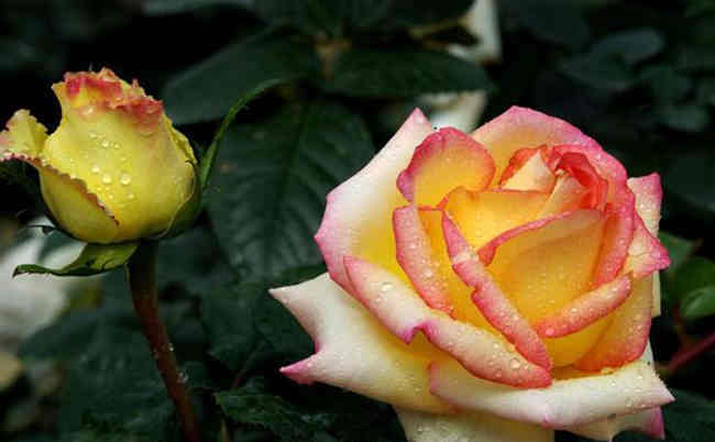 種植月季花選用什么土壤比較好