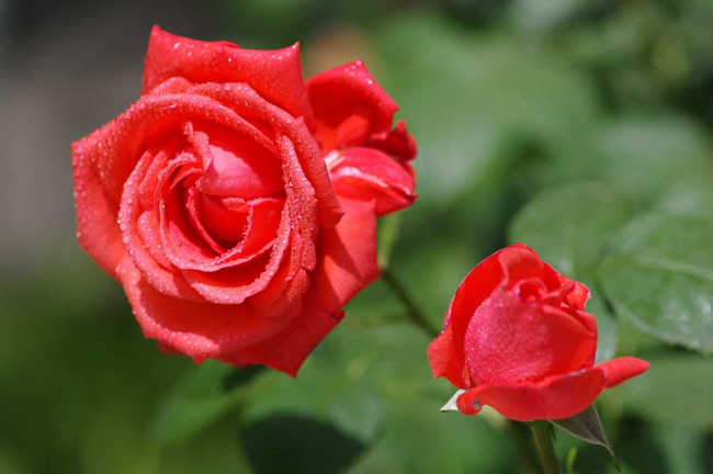 月季怎么扦插種植，月季花扦插方法注意事項