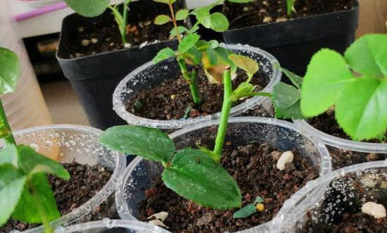 月季插條生根的創新水培法，月季插條生根新方法