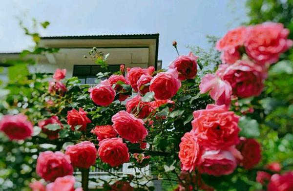 藤本月季種植方法，藤本月季怎么養護