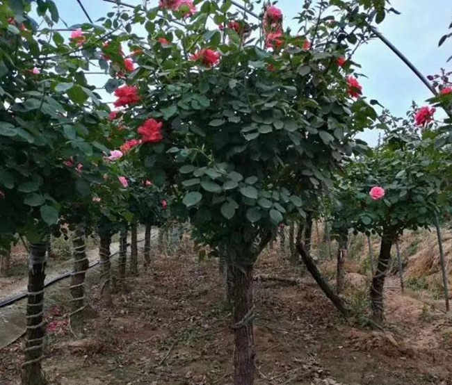 月季冬季怎么修剪，冬季月季花種植方法