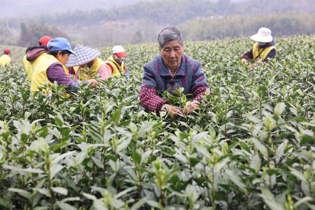 【清之初白茶品牌】白茶種植助力鄉村振興