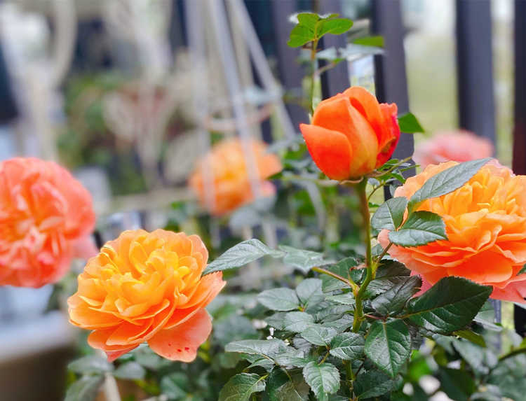 月季花缺少肥料的表現,家庭月季需要施肥方法