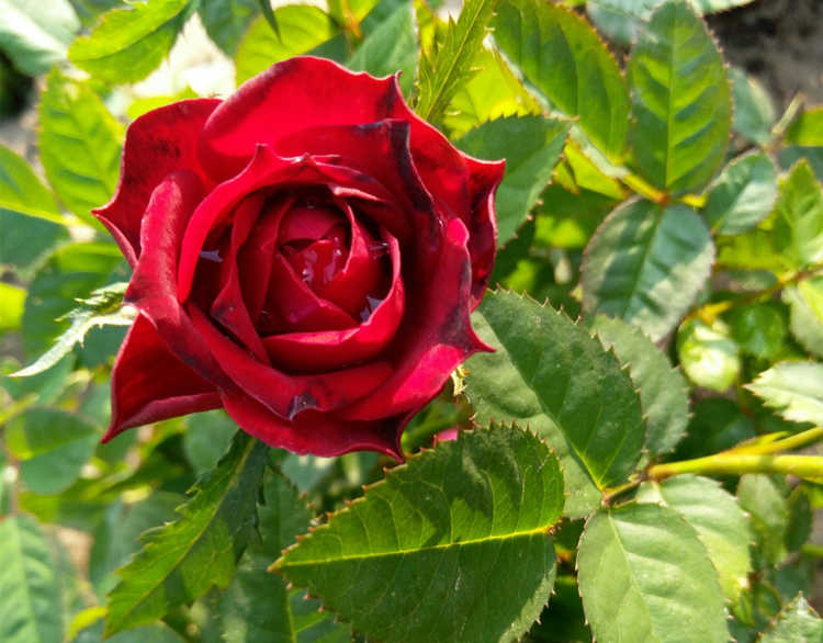 月季怎么扦插，月季花一年四季扦插技巧分享