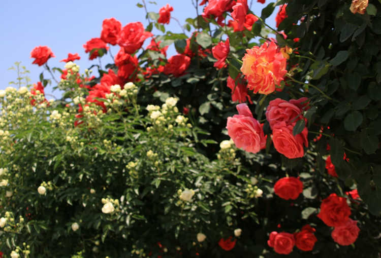 冬季月季花防凍秘籍，月季花冬天怎么防止凍傷