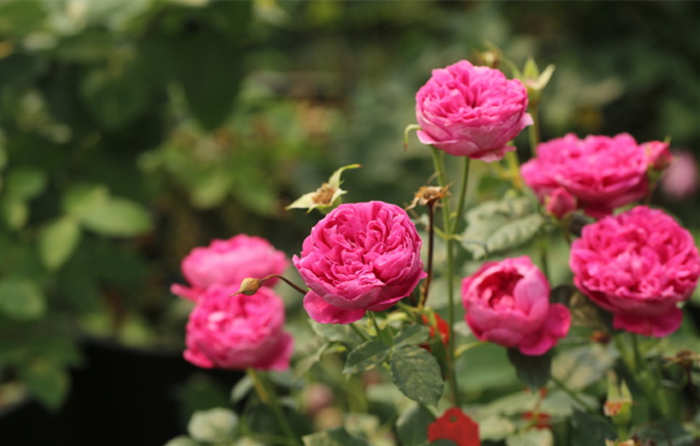 月季冬季怎么養護，家里月季冬天休眠后的養護方法