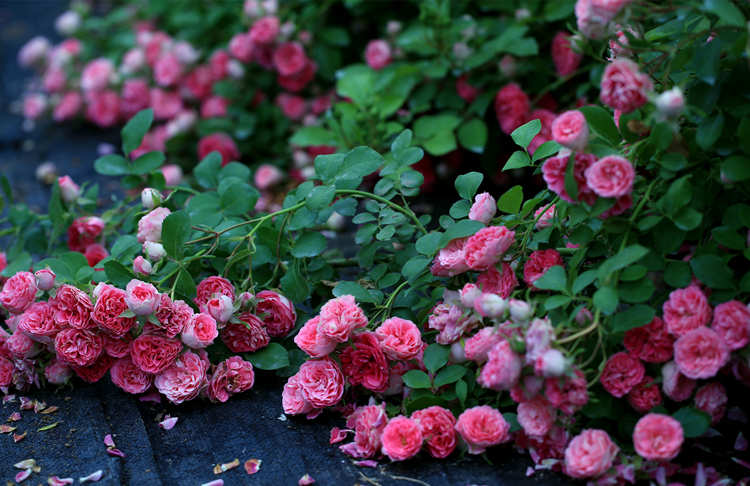 月季爆盆后怎么換盆種植，月季花換盆注意事項