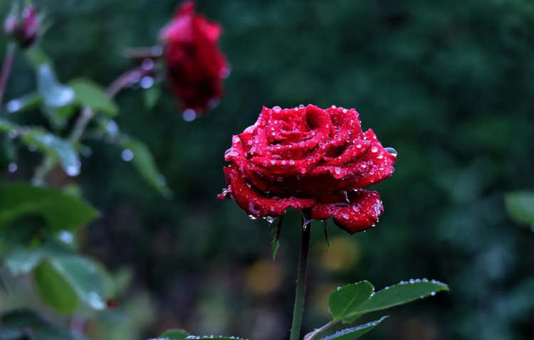 每年秋冬季節月季花養護方法，十一月養護月季開新花