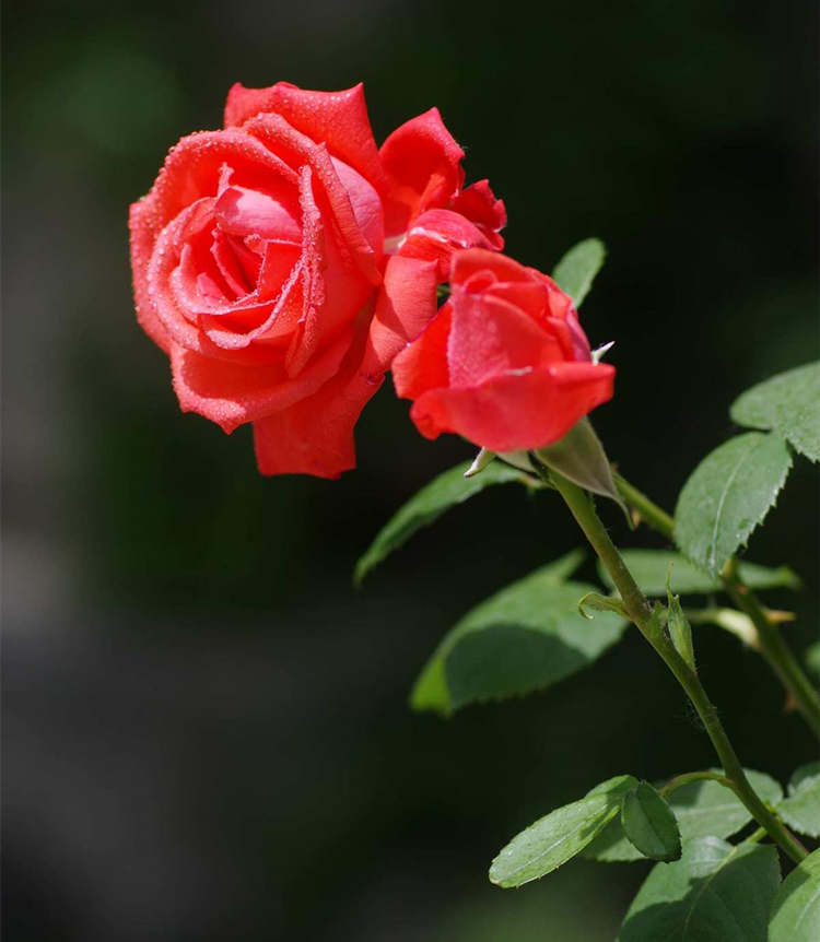 月季養護指南，月季遇到連續降雨怎么辦