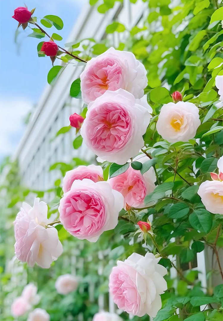 藤本月季花和樹狀月季花簡介區別都有哪些特點