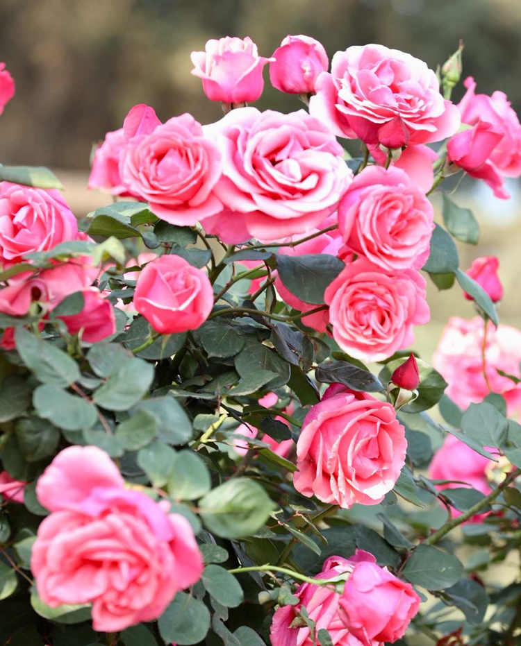 微型月季簡介,微型月季的管理養護及品種介紹