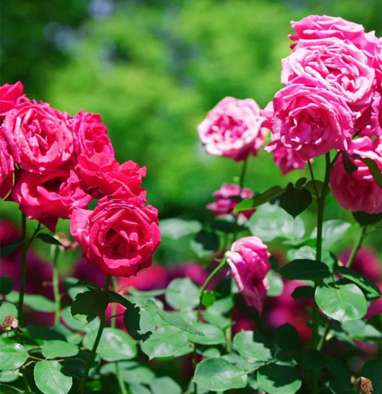 冬季月季養護指南，冬季月季花葉子都快掉光了應該怎么辦