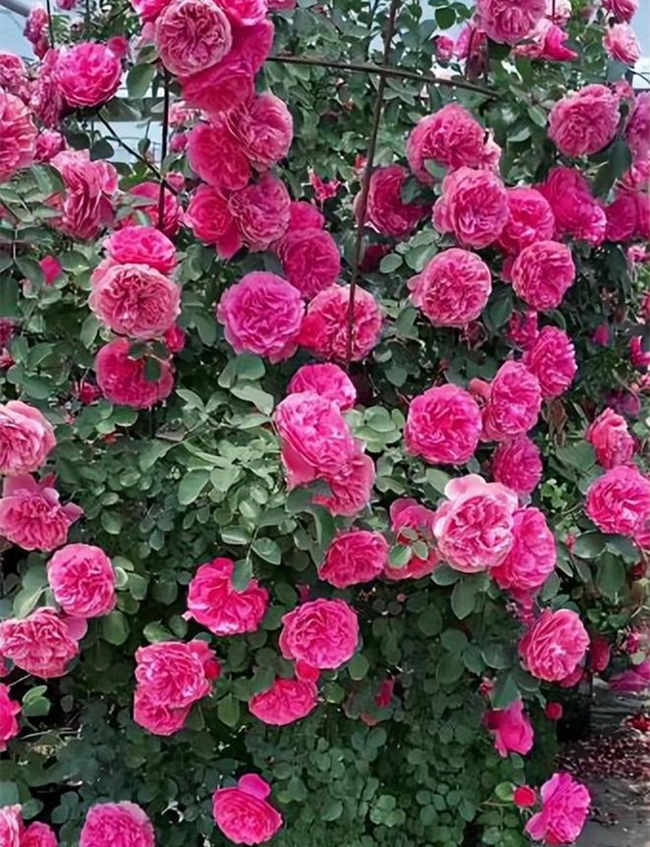 月季花苞多怎么處理，常見月季養殖方法