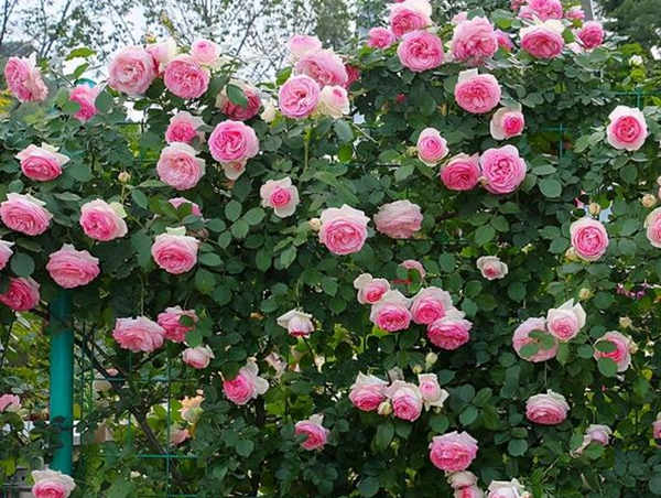 月季病后恢復全攻略：修剪、促芽與施肥三部曲