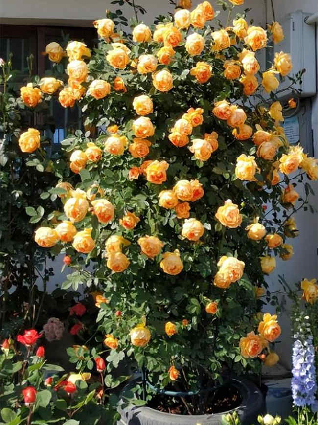 藤本月季冬季養護技巧攻略及注意事項