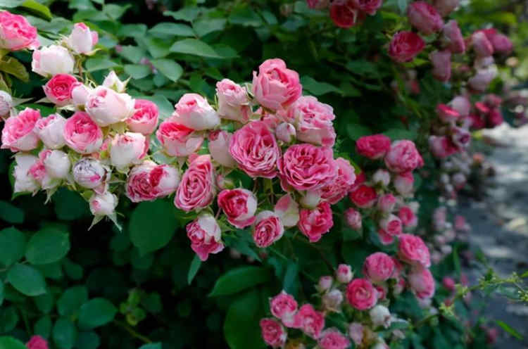 嫁接月季技巧,用什么做砧木嫁接月季樹成活率更高?