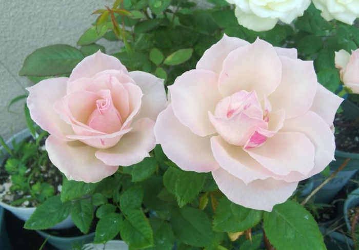 冬日月季花修剪方法指南：為春日盛放蓄力