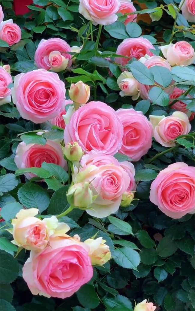 藤本月季休眠養護方法有哪些