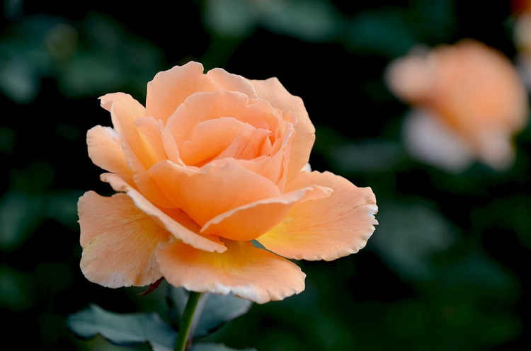 月季葉片發黃脫落是什么原因，月季花葉片發黃怎么施肥