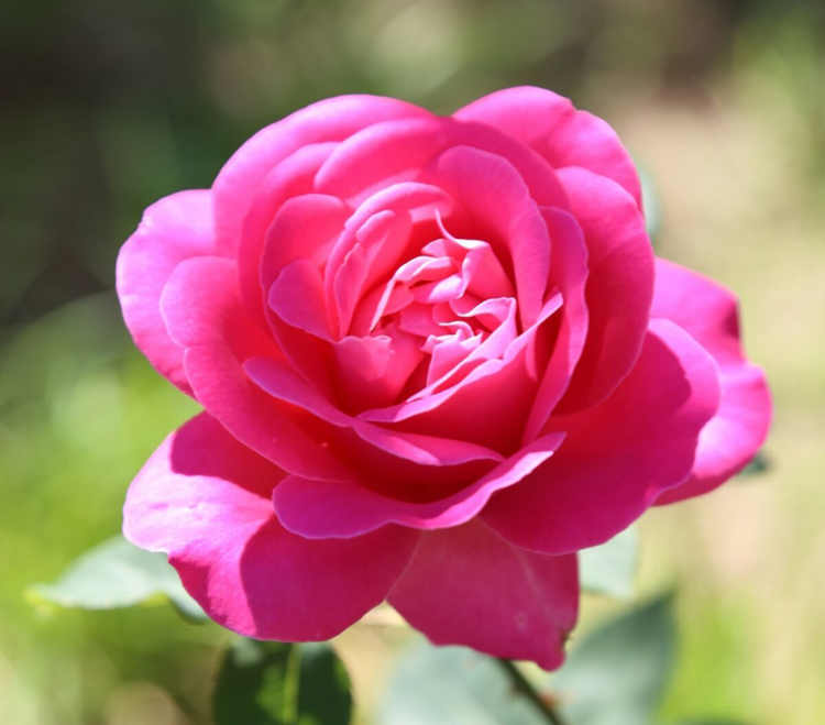 月季花白粉病怎么防治，月季白粉病處理方法