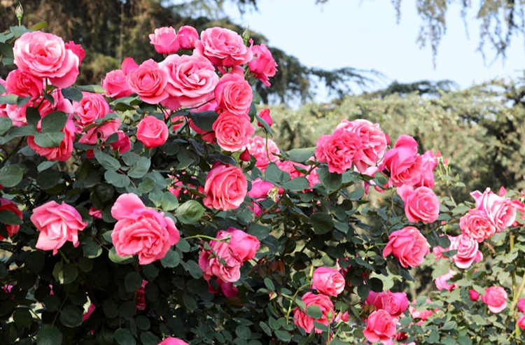 樹狀月季更新秘籍：腳芽與隱芽的智慧利用與保護