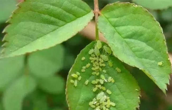 常見月季花病蟲害有哪些，月季養護防范病蟲方法