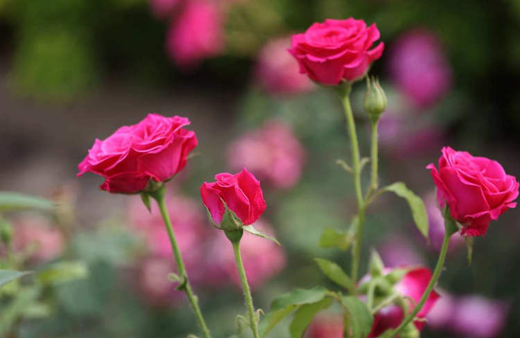 家庭小盆栽月季花精致養護方法，盆栽月季怎么養殖