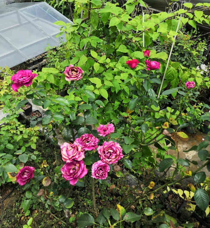 月季花春季秋季修剪方法和注意事項