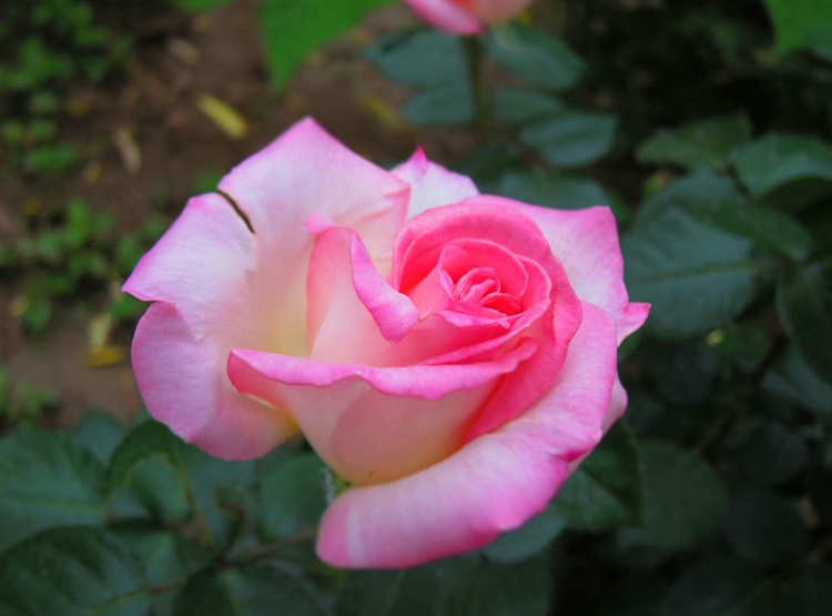 藤本月季的全面養護指南，藤本月季的種植方法與養護辦法