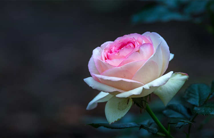 月季開花少或者不開花什么原因,怎么解決月季不開花