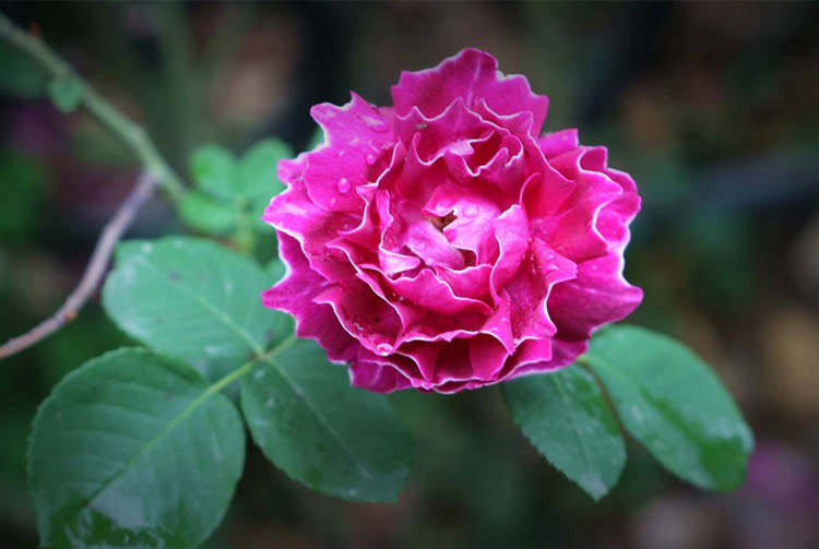 茶葉水澆月季花可以嗎？月季怎么澆水好