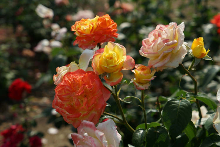 藤本月季幼苗種植技巧，藤本月季小苗怎么修剪？