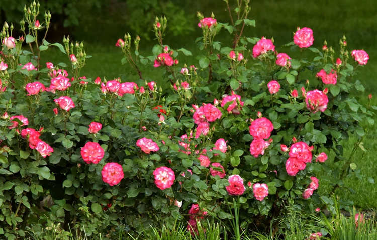 月季花怎么養殖四季開花,月季花種植技巧
