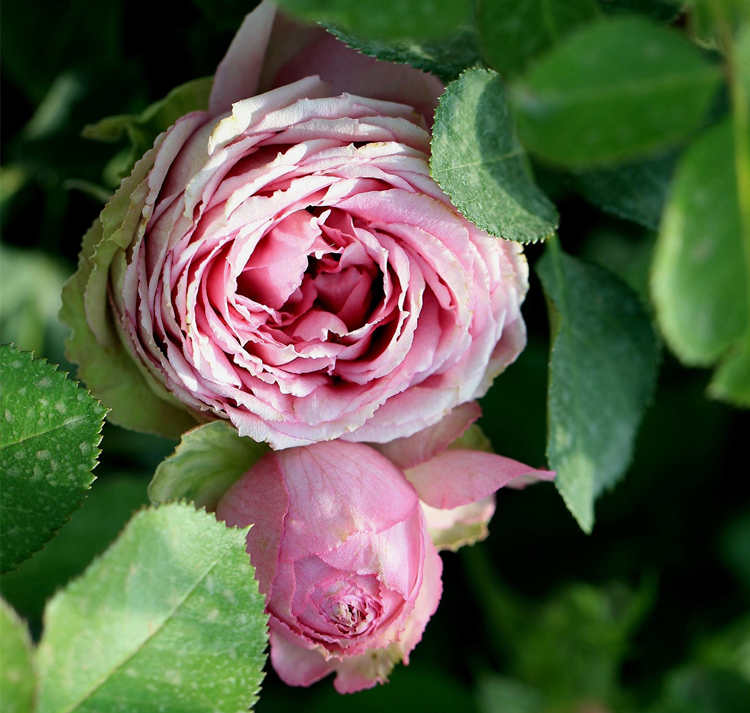 月季花銹病的癥狀及防治方法