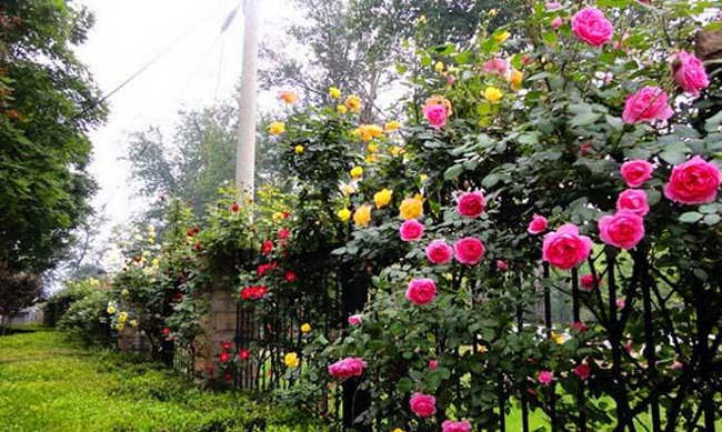 藤本月季如何養護？藤本月季的盆器選擇與養護指南