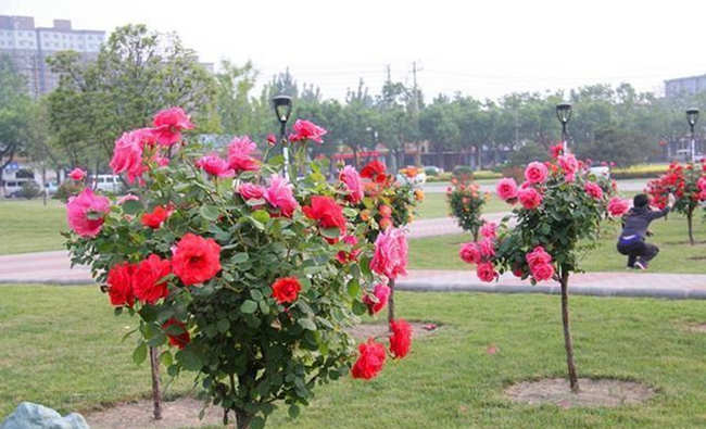 常規樹狀月季花的盆栽種植方法有哪些?樹狀月季養殖技巧