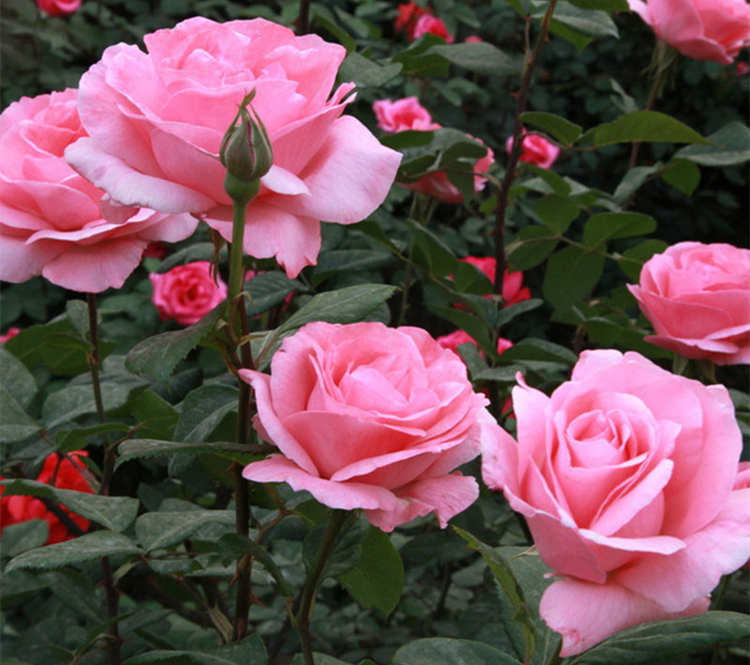 豐花月季的精致養護秘訣，綻放絢爛之美，豐花月季養護方法