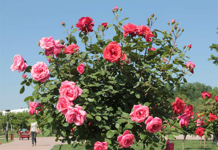 月季修剪的藝術：塑造繁茂與絢爛的秘訣，月季整枝的修剪方法