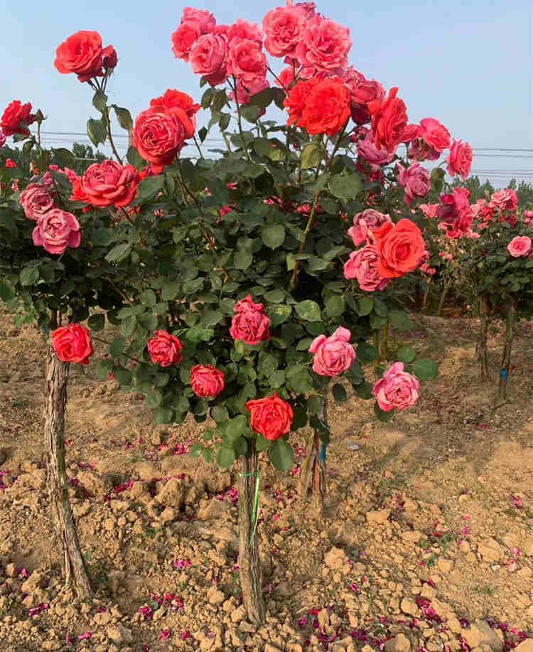 冬季月季怎么管理技術，月季花冬天養殖方法注意事項