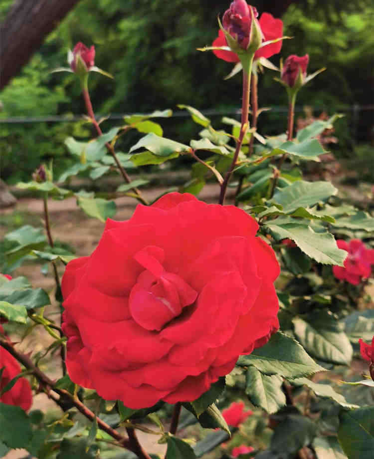 月季花的特點有哪些，月季花的種植方法及注意事項