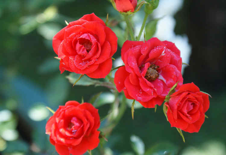 月季花的養殖方法，月季花怎么養殖才能爆盆？