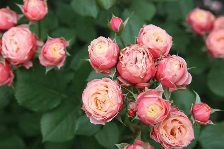 月季花喜歡什么樣的土壤，月季適宜什么樣的土壤環境？