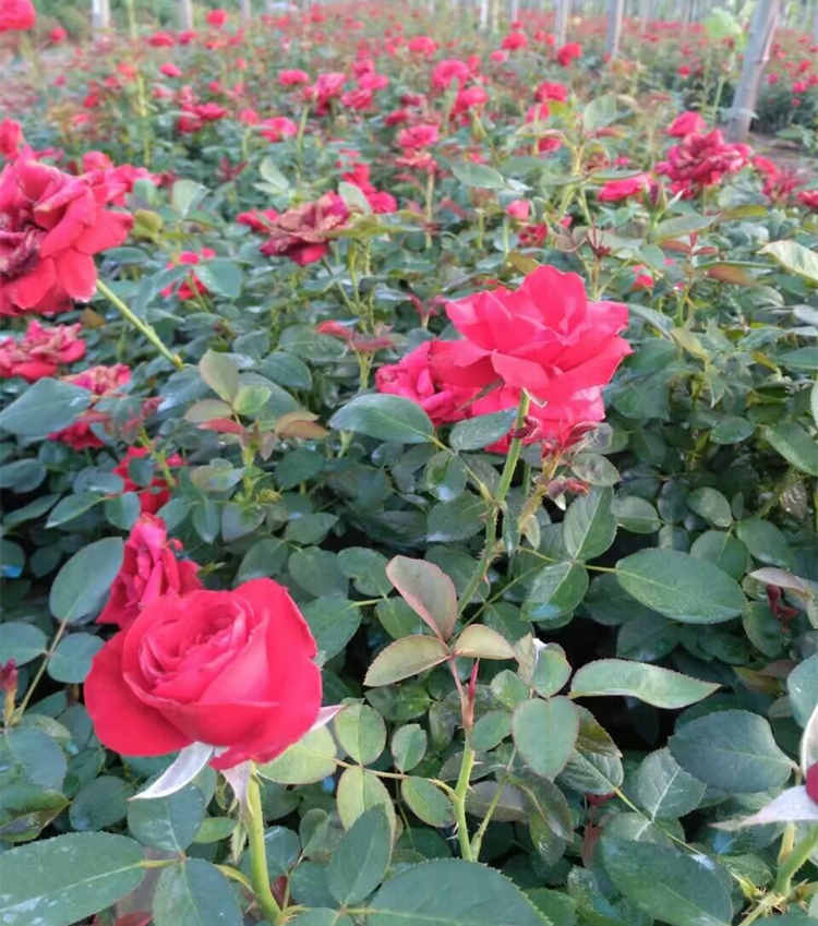 月季嫁接能活多少年？月季花的功效與作用