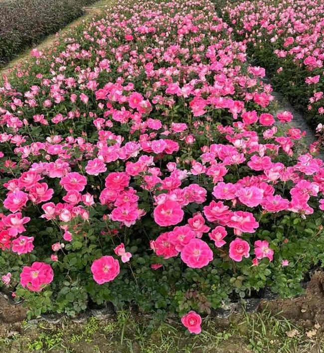 春季4-5月份月季花扦插方法,月季春天怎么扦插