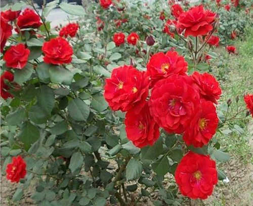 月季花枝干變黑桿？月季長蟲怎么辦