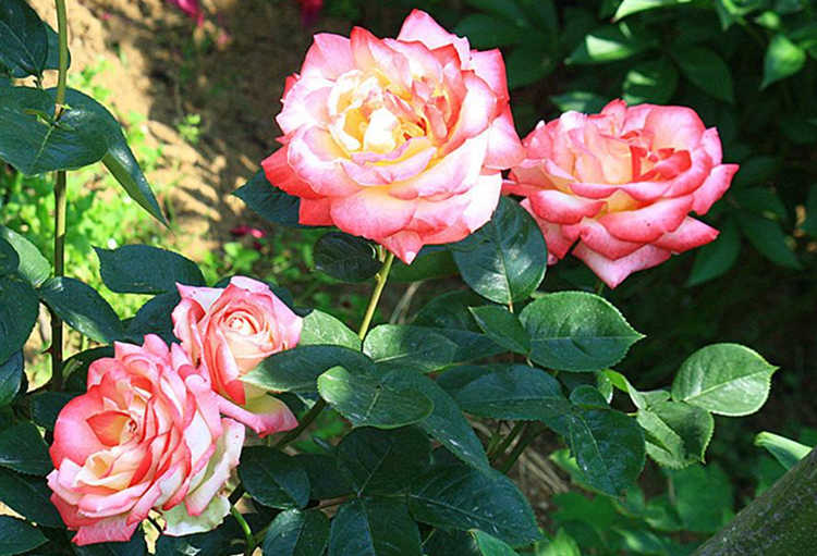 冬季幾月份對月季花進行修剪，月季修剪時間表