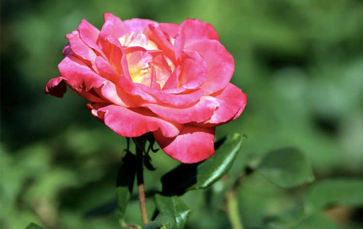 月季施肥過量引發的葉黃燒根怎么辦，月季施肥過多癥狀