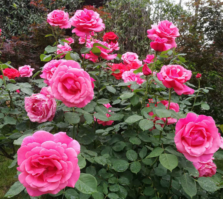 3-4月月季溫室養護關鍵期:霜霉病與紅蜘蛛防治策略