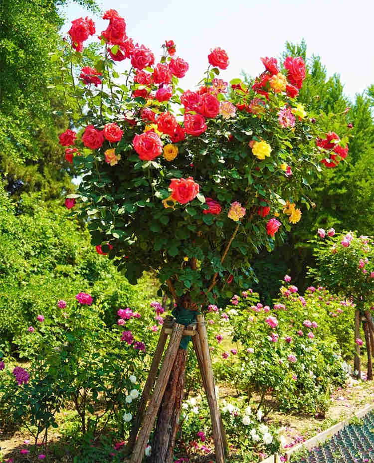 怎樣養好盆栽月季花？家里盆栽月季花種植方法